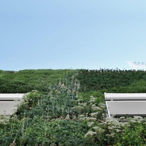 muro con plantas y ventanas